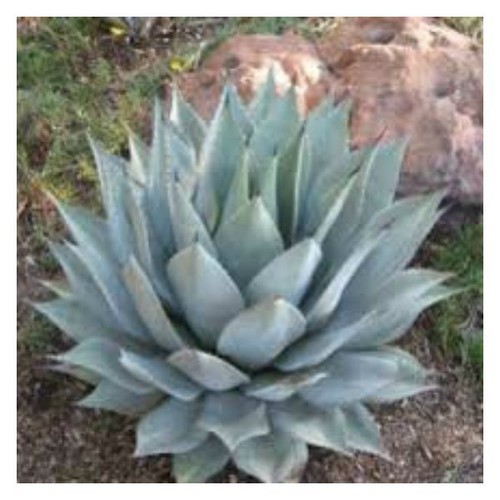 Semi agave parryi - semi,