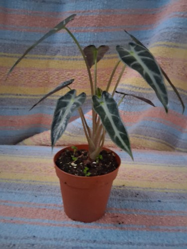 Alocasia bambino inch - bambino, 4