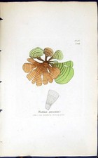 Vecchia stampa antica Padina Pavonia 1847 piante inglesi Sewerby Smith colore XIX