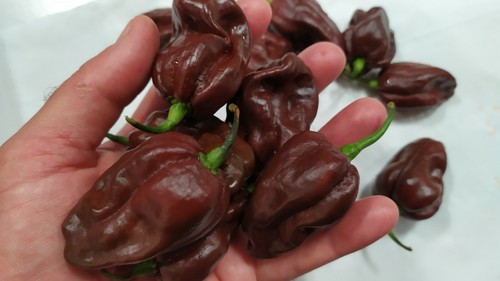 Habanero chocolate semi di - semi,