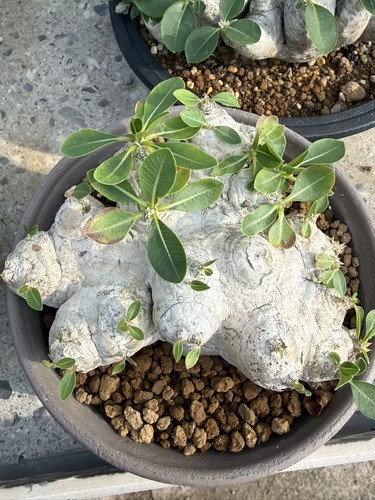 Rara pianta succulenta