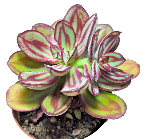 Echeveria nodulosa - echeveria,