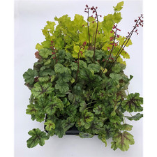 Heuchera Mix Set Verde -