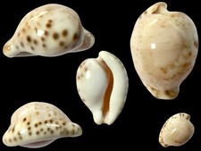Cypraea, Cypraeovula