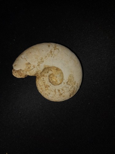 Fossile ammoniti - di,