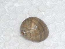 LITTORINA LITTOREA SPECIAL