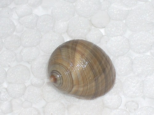 Littorina littorea special - littorea,
