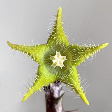 Asclepiadaceae Orbea dummeri