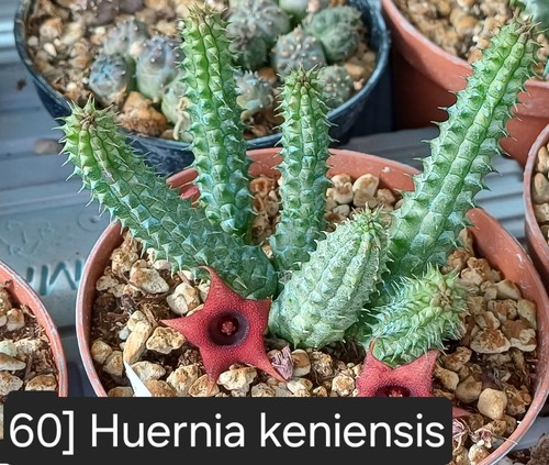 Talea radicata huernia - 1,
