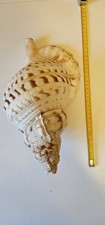 conchiglia gigante