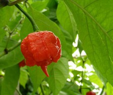 PEPERONCINO CAROLINA REAPER -