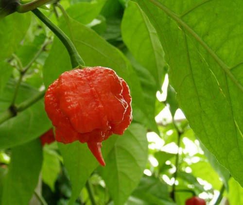 Peperoncino carolina reaper - carolina,