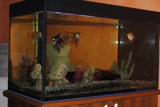 Vendo acquario litri 300 circa con accessori (no riscaldatore), molto bello.