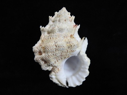 Sea shell bursa bufonia 4mm - sea, 81.4mm