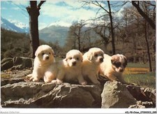 AILP8-0760 - CANE - Cuccioli