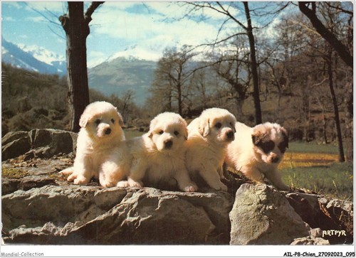 Ailp8 0760 cane - -, cuccioli