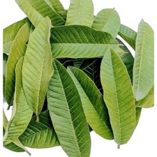Foglie di Guava Biologiche