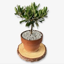 Set 6pz Pianta Bonsai Ulivo vaso Ø10 cm di terracotta CERTIFICATA