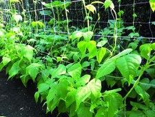 CONFINE RETE PER ORTAGGI BIANCA POLIPROPILENE RAMPICANTI MT. 1,5X5/2X10/2X50