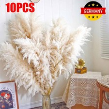 10 x erba di pampa grande