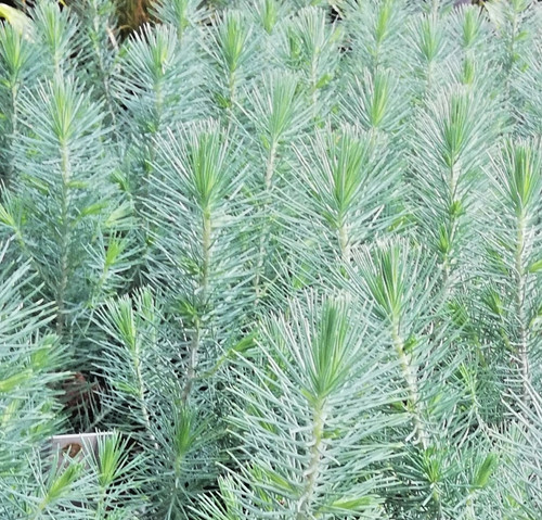 Pinus pinea silver pino - pinus,