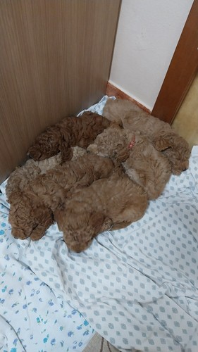 Cuccioli barboncino - cuccioli,