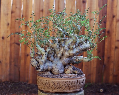Pelargonium carnosum caudex - carnosum,