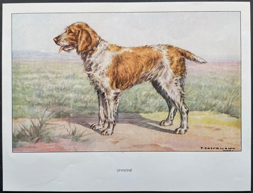 Spinone reproduction couleur - spinone,