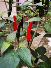 SEMI ACRATA' - VIAGRA