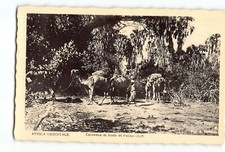 Old Vintage Camels Postcard of