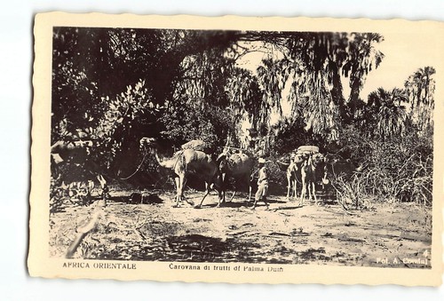 Old vintage camels - vintage,