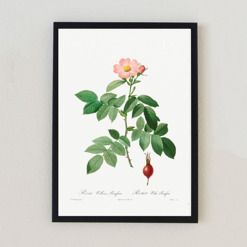 Illustrazione fiore botanico