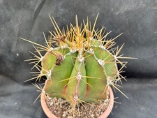 ASTROPHYTUM MYRIOSTIGMA