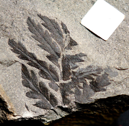 Pianta carbonifera fossile