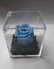 Rosa celeste Stabilizzata