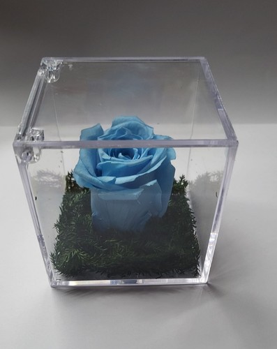 Rosa celeste stabilizzata - rosa,