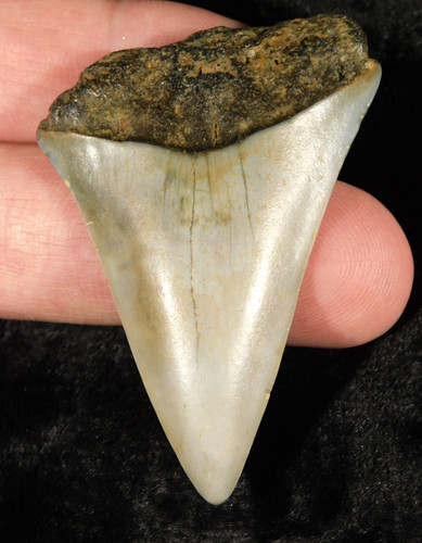 Grande dente fossile - grande!,