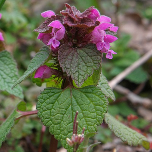 Ortica viola lamium - ortica,