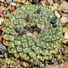 ARIOCARPUS KOTSCHOUBEYANUS