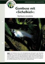 Gambusia sexradiata / scheda
