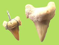 Fossile**-n. 2 DENTI di SQUALO