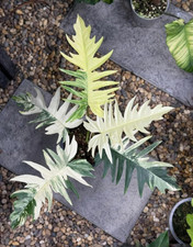 80002800 Philodendron Florida