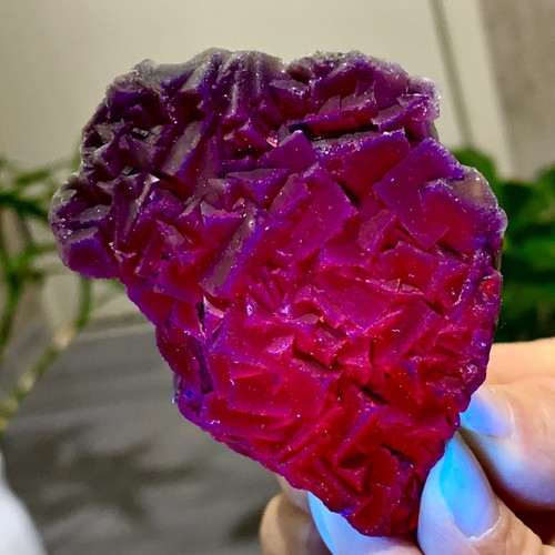 106g rosa nera naturale - rosa,