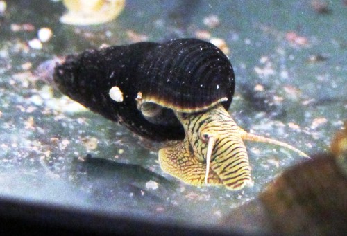 Yellow poso rabbit snails - rabbit,
