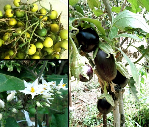 100 semi solanum - 100, albero