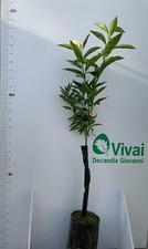PIANTA DI CLEMENTINO " NOVA "  IN FITOCELLA ALTEZZA 150/160CM