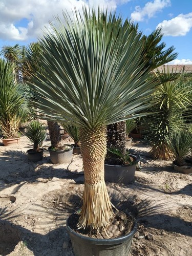 Silver yucca live plant in - live, a
