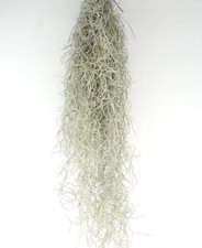 Tillandsia usneoides | Spanish moss | Old man's beard -  - Muschio spagnolo | Ba