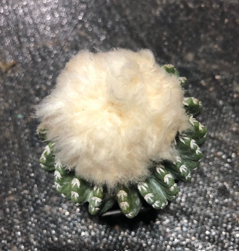 Piante cactus 8 cm - piante, di