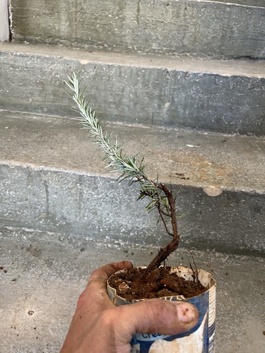 Bonsai rosmarino prostrato - rosmarino, ,prostrato